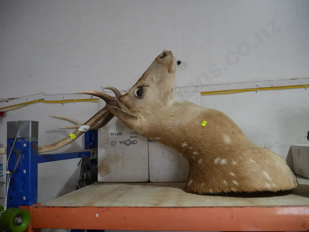 6 pointer deer head Image 1++