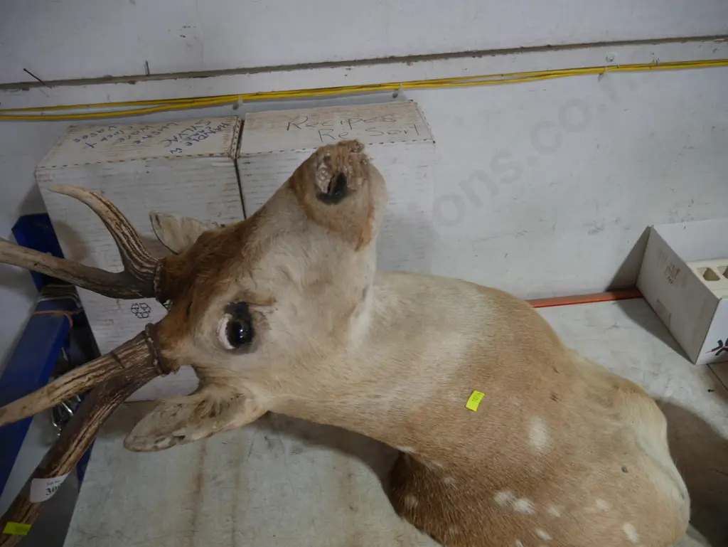 6 pointer deer head Image 1++