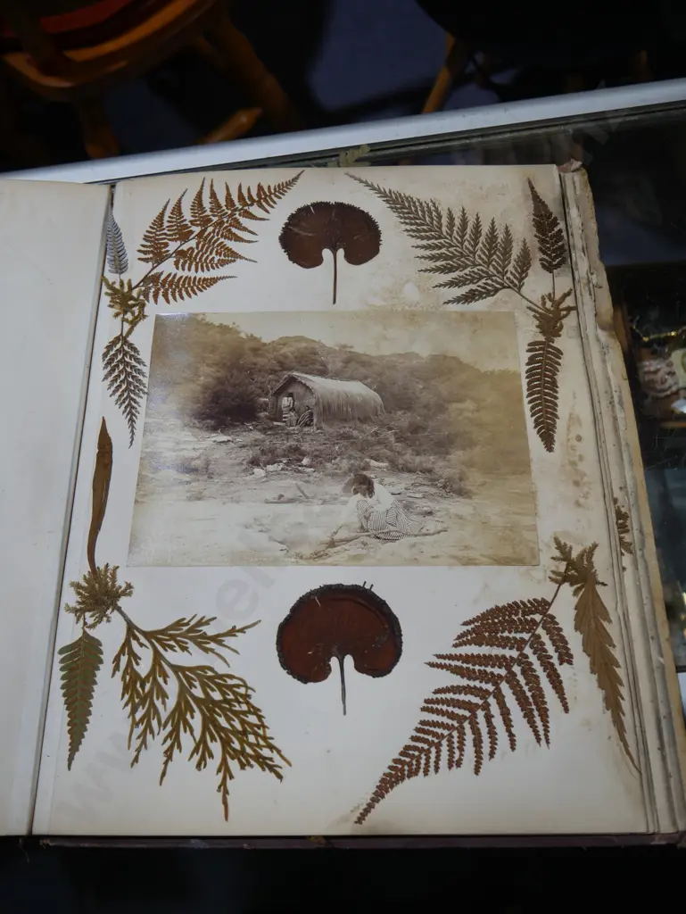 New Zealand ferns album Image 1++