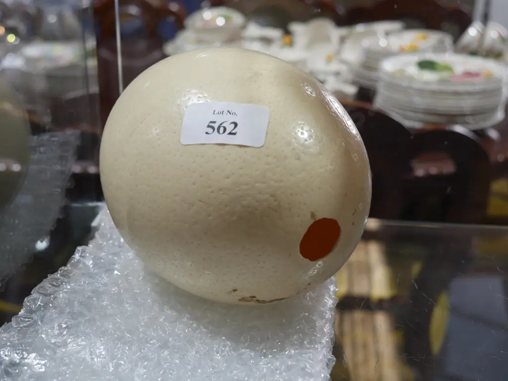 Ostrich egg Image 1++