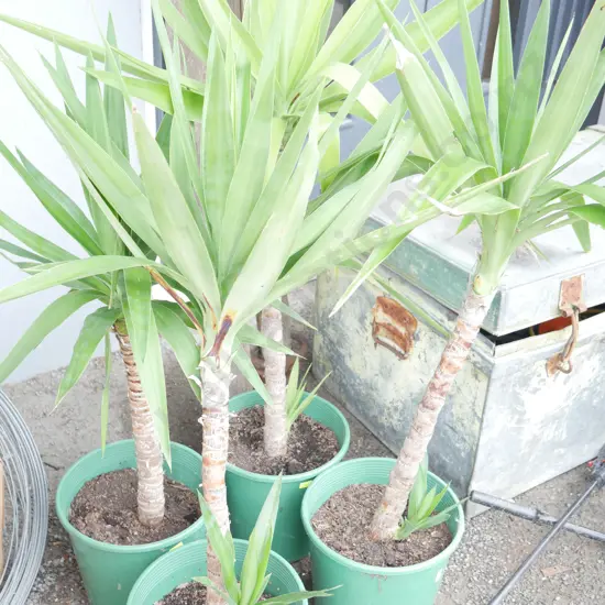 4 Yukka plants