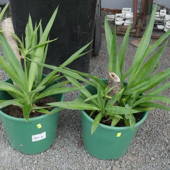 2 Yukka plants