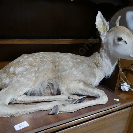 Mounted fawn