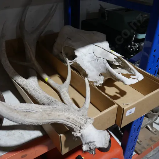Skull and antlers