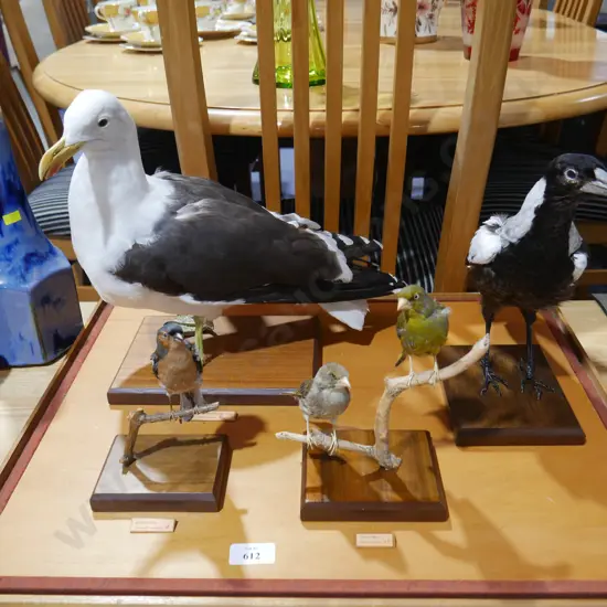 Taxidermy bird collection