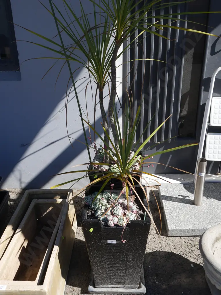 2 potted plants Image 1++