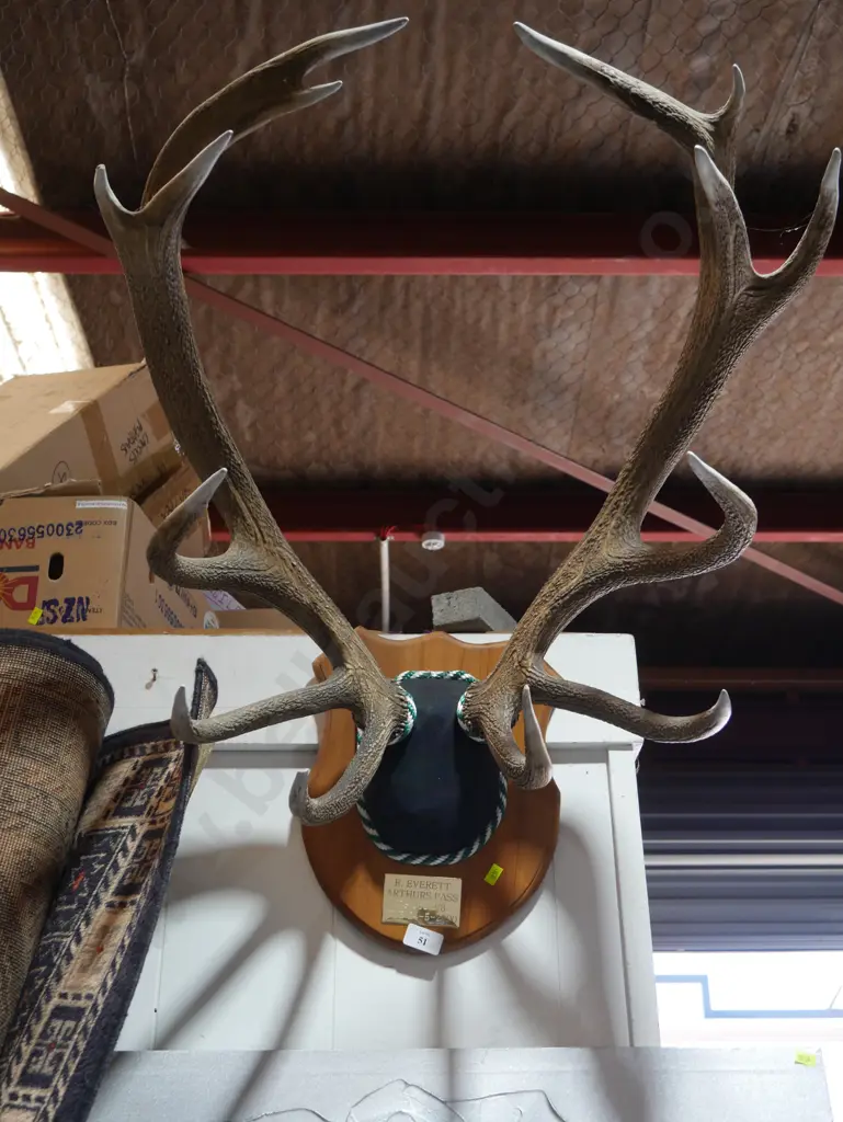 Mounted antlers Image 1++