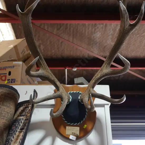 Mounted antlers