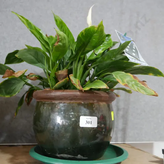 Pot plant peace lilly