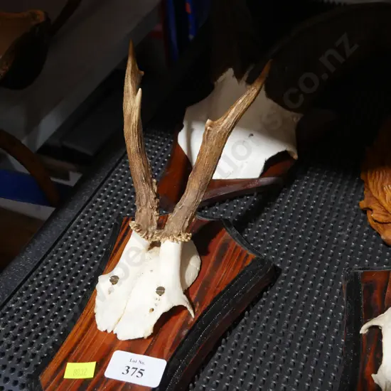 Antler and horn trophies