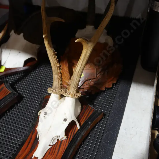 Antler and horn trophies