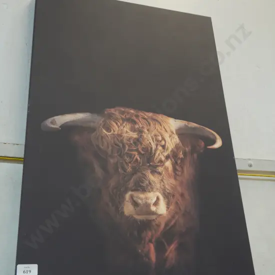 Bull picture
