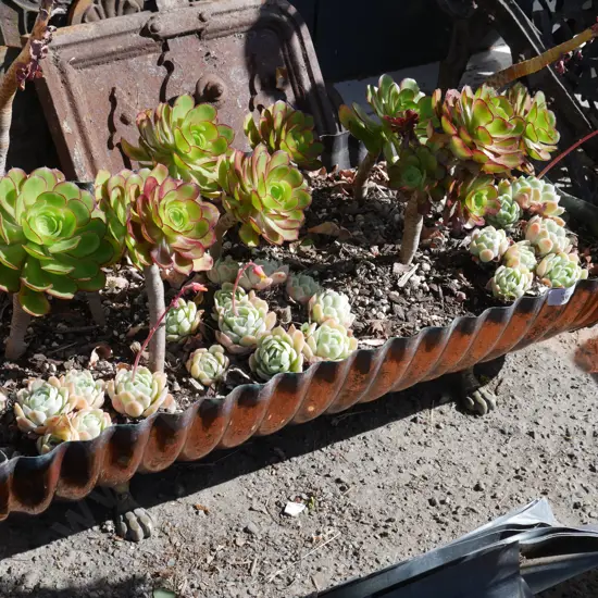 Succulent plants