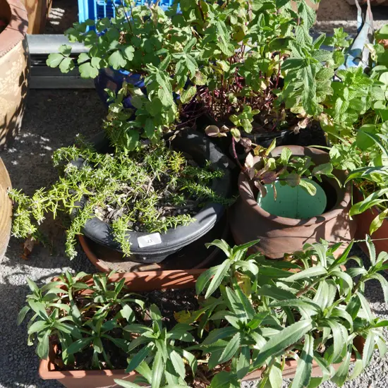 4 potted plants and pots