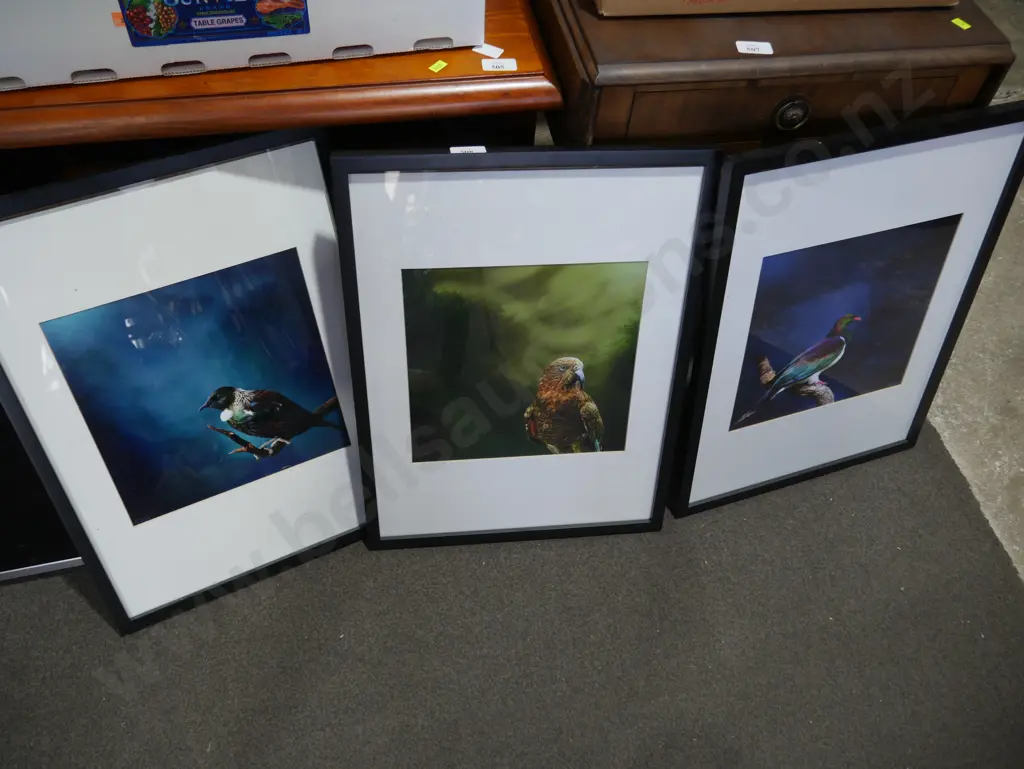 3 framed New Zealand bird pictures Image 1++