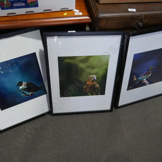 3 framed New Zealand bird pictures