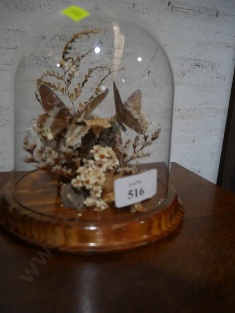 Butterfly taxidermy display Image 1++