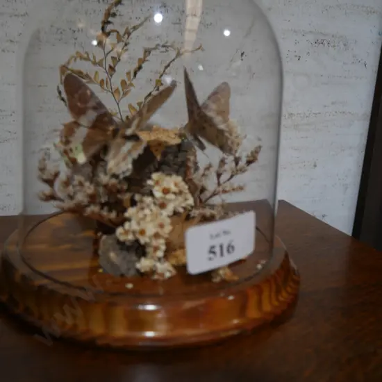 Butterfly taxidermy display