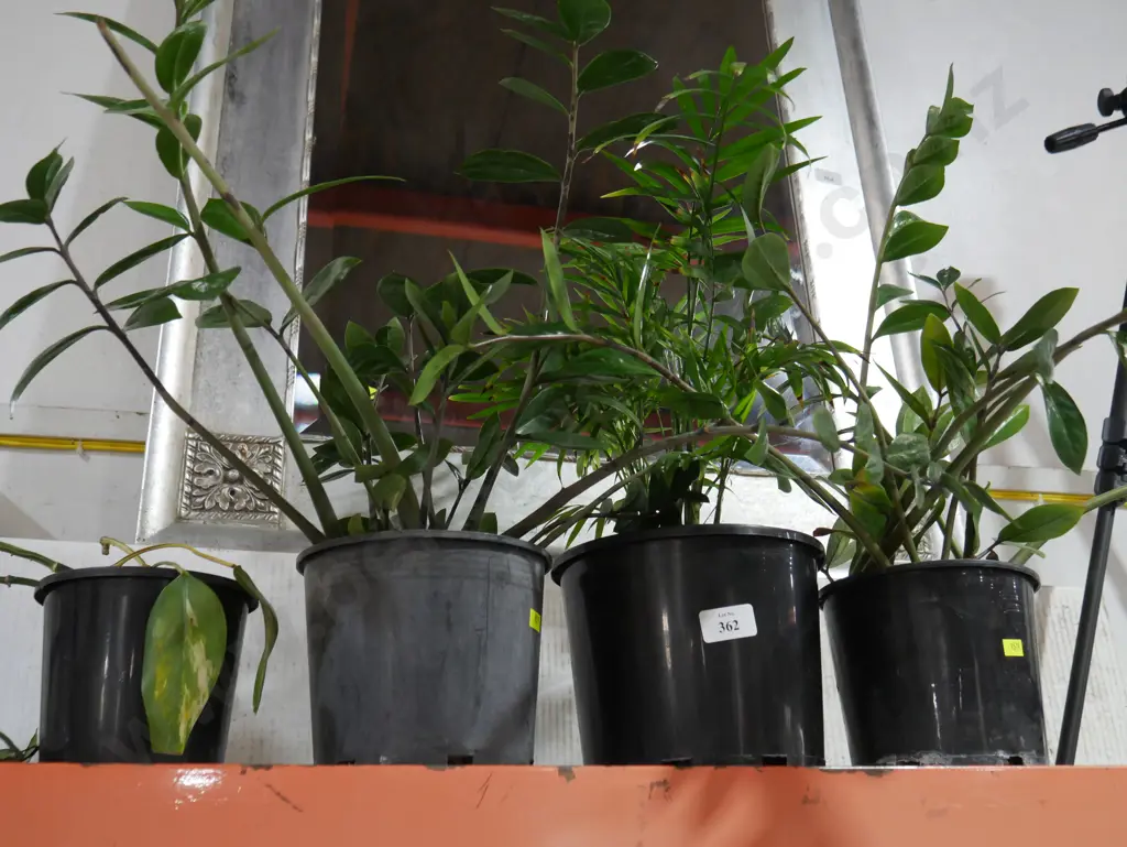 4 pot plants Image 1++