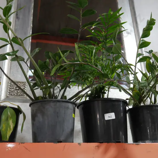 4 pot plants