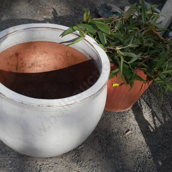 Pot plant and potted plant