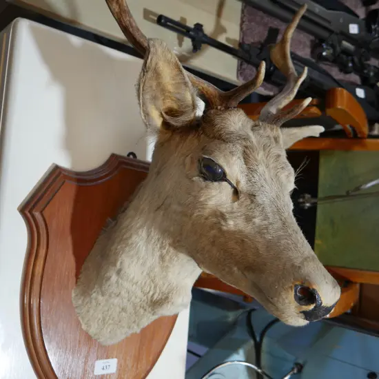 Deer head