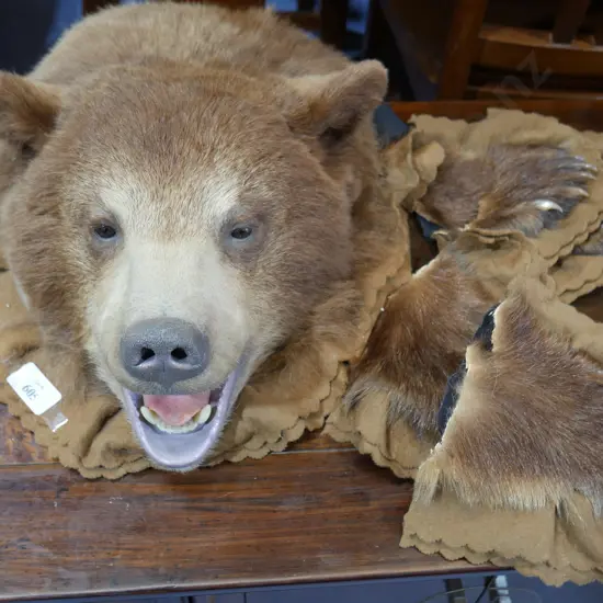 Taxidermy bear