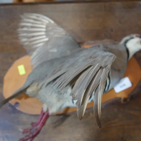 Taxidermy bird