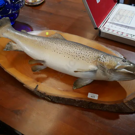 Trout display
