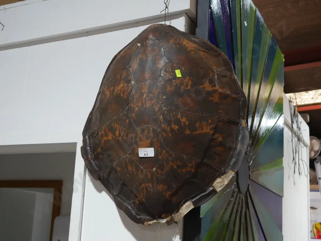 Turtle shell Image 1++