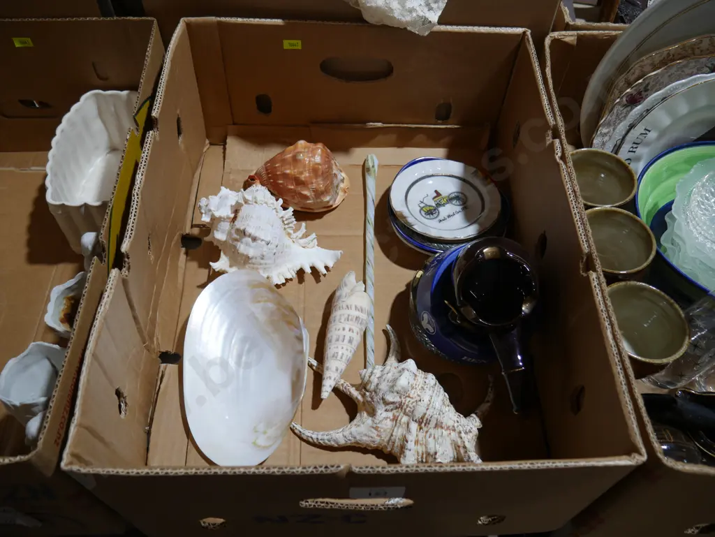 Shells etc Image 1++