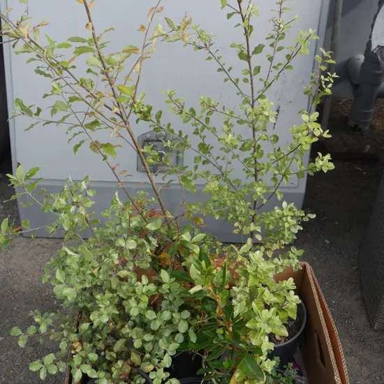 Outdoor plants, kohuhu etc