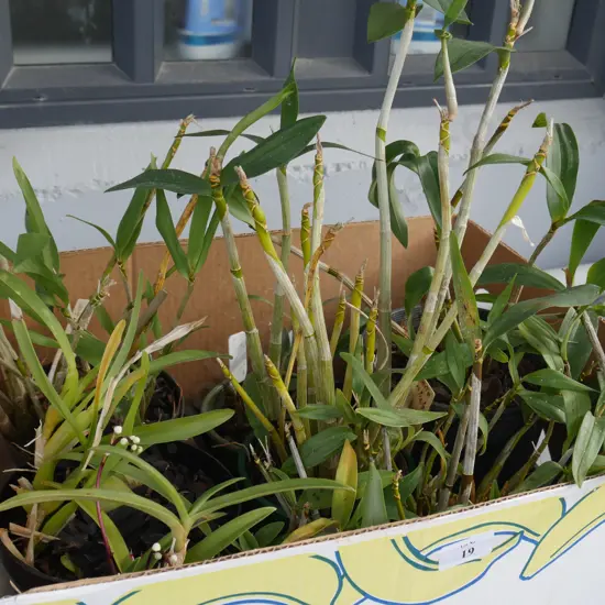 Box of plants, orchids etc