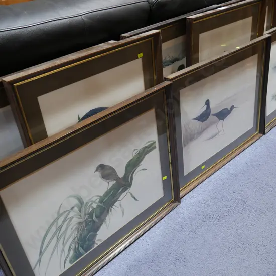 Assortment of bird prints