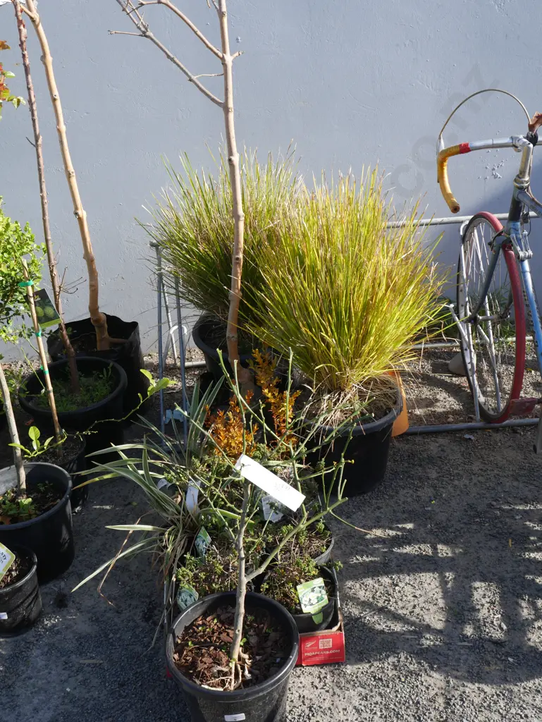 Assorted plants Image 1++