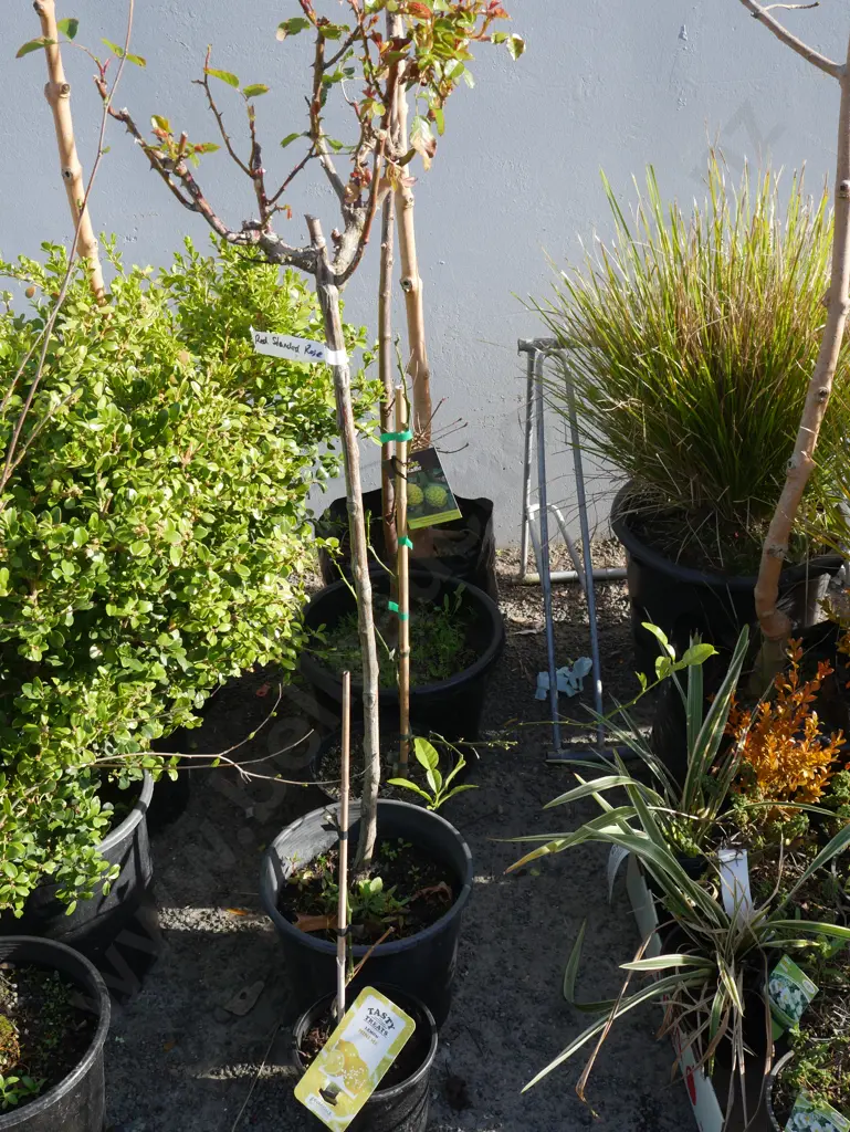 Assorted plants Image 1++