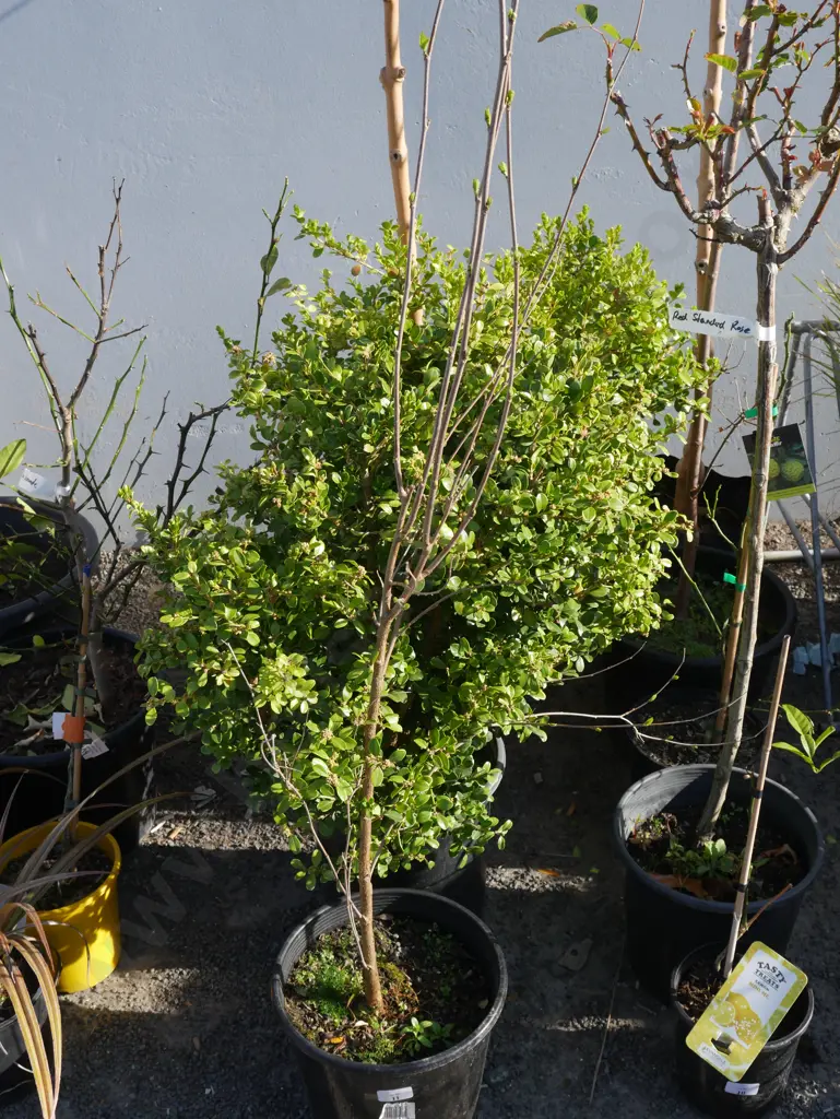 Assorted plants Image 1++