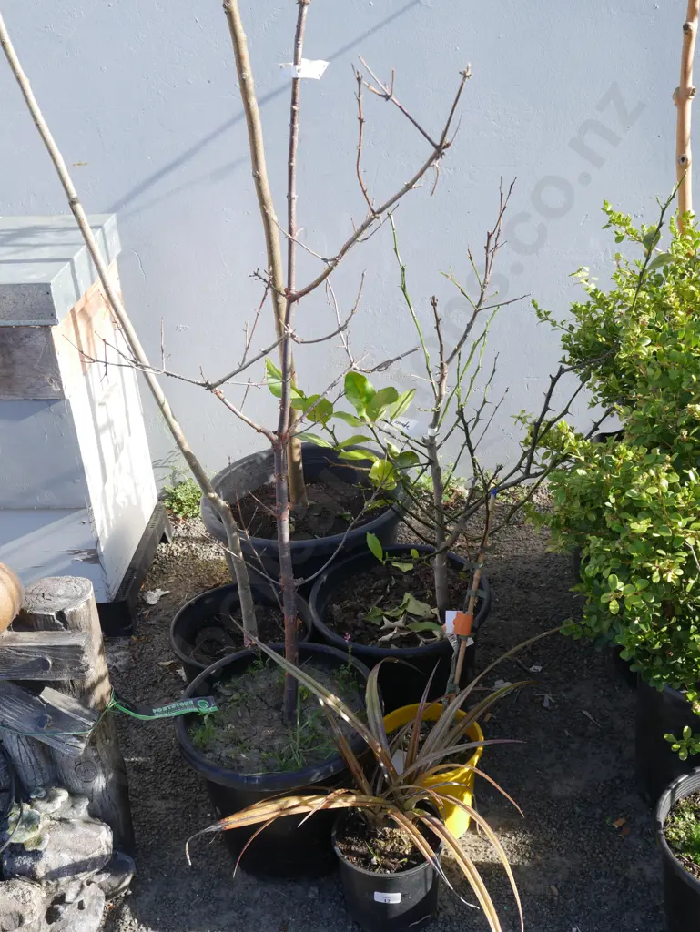 Assorted plants Image 1++