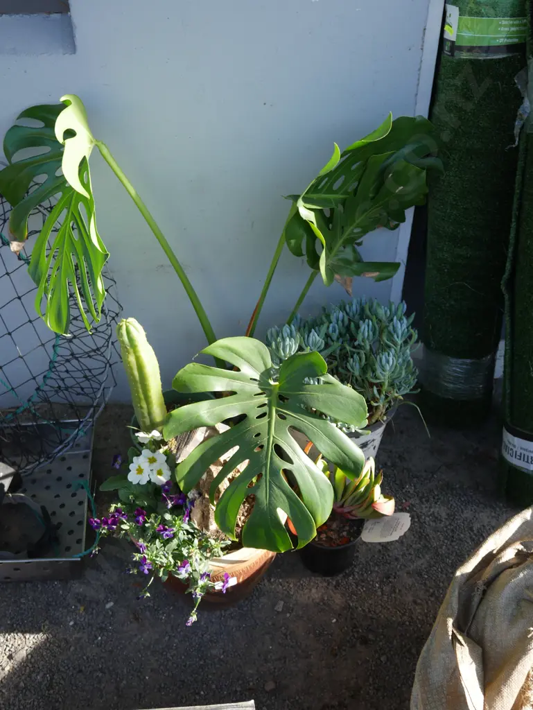 Assorted plants Image 1++