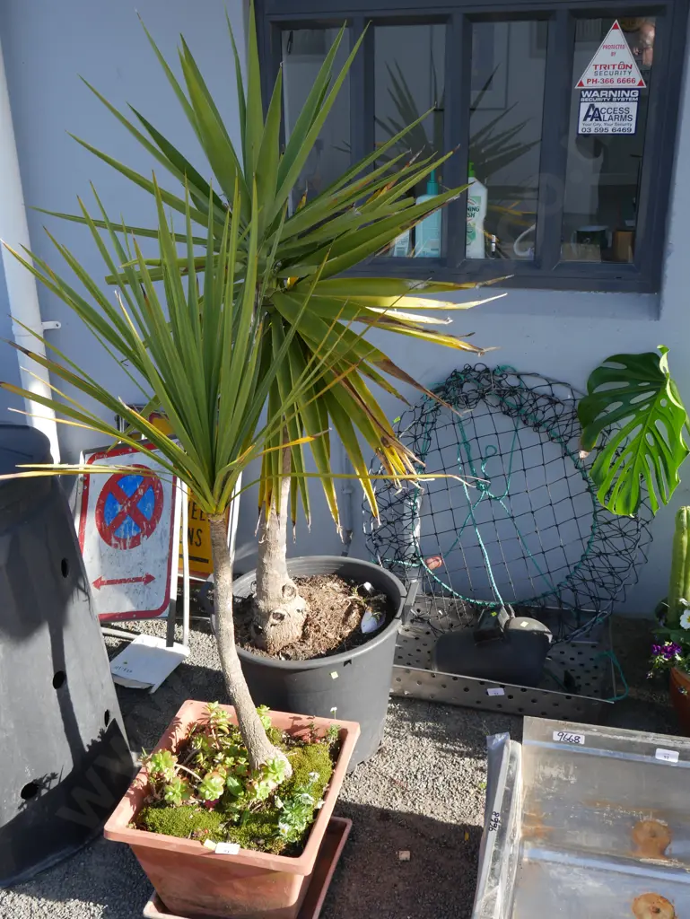 Yucca trees Image 1++