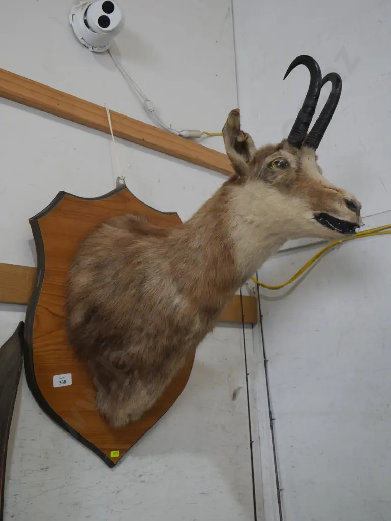 Mounted chamois Image 1++