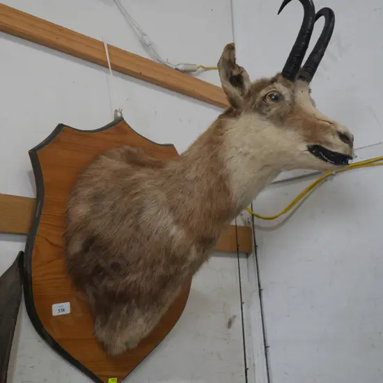 Mounted chamois