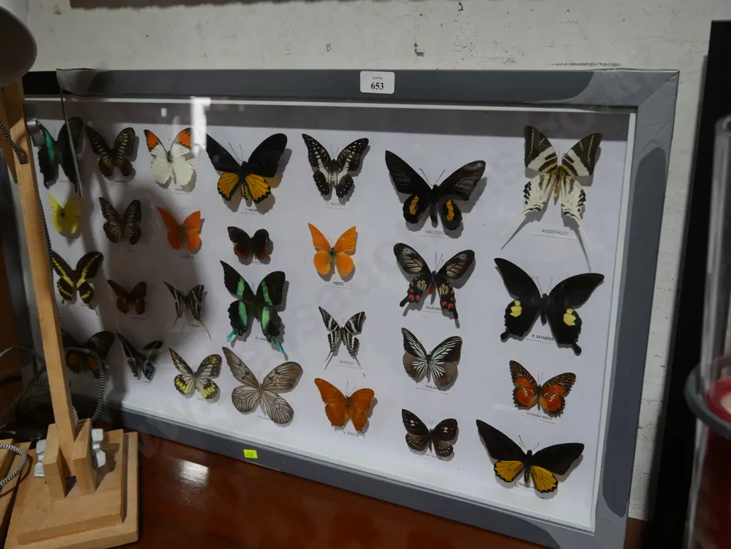 Cased butterfly display Image 1++