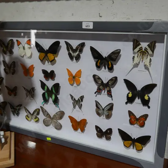 Cased butterfly display