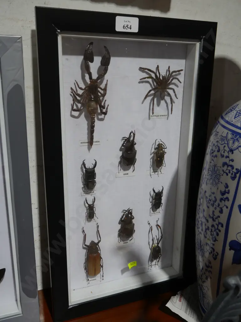 Cased bug display Image 1++