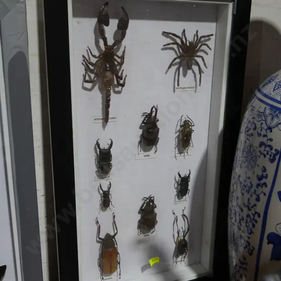 Cased bug display