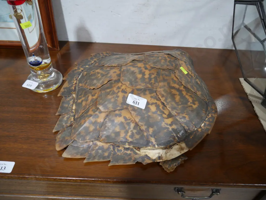 Turtle shell Image 1++