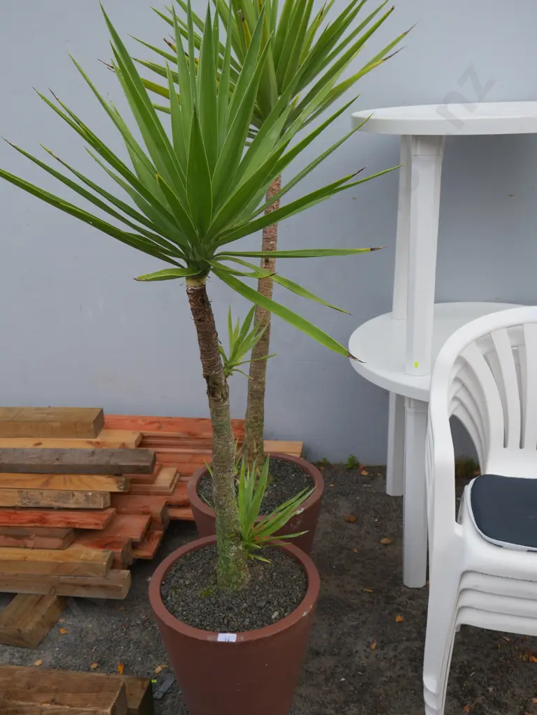 2 yucca trees Image 1++