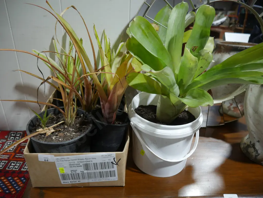 Assorted bromeliad plants Image 1++
