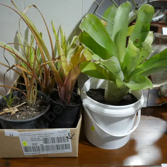 Assorted bromeliad plants